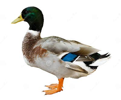 Mallard duck isolated stock image. Image of duck, hunting - 35383545