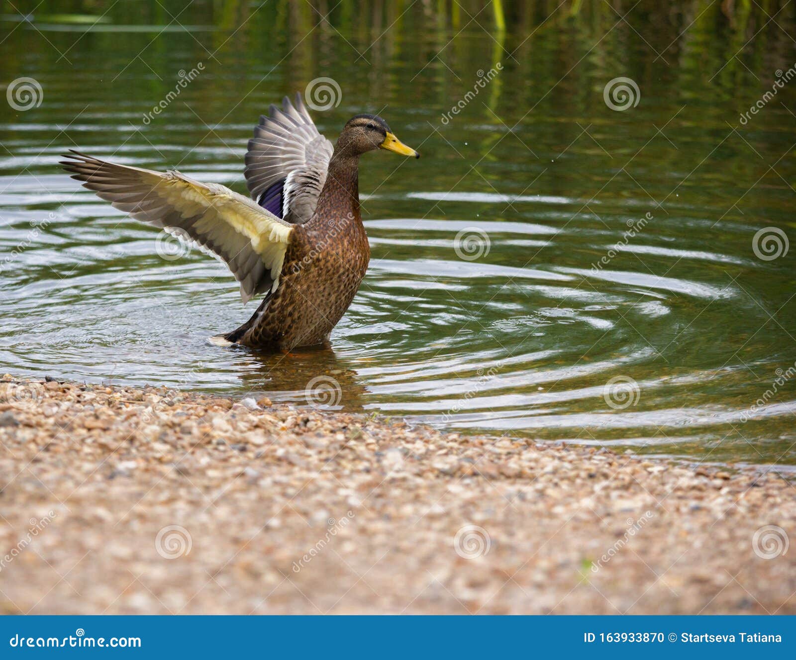 Mallard Duck With Open Wings On A Pond Near The Shore ...