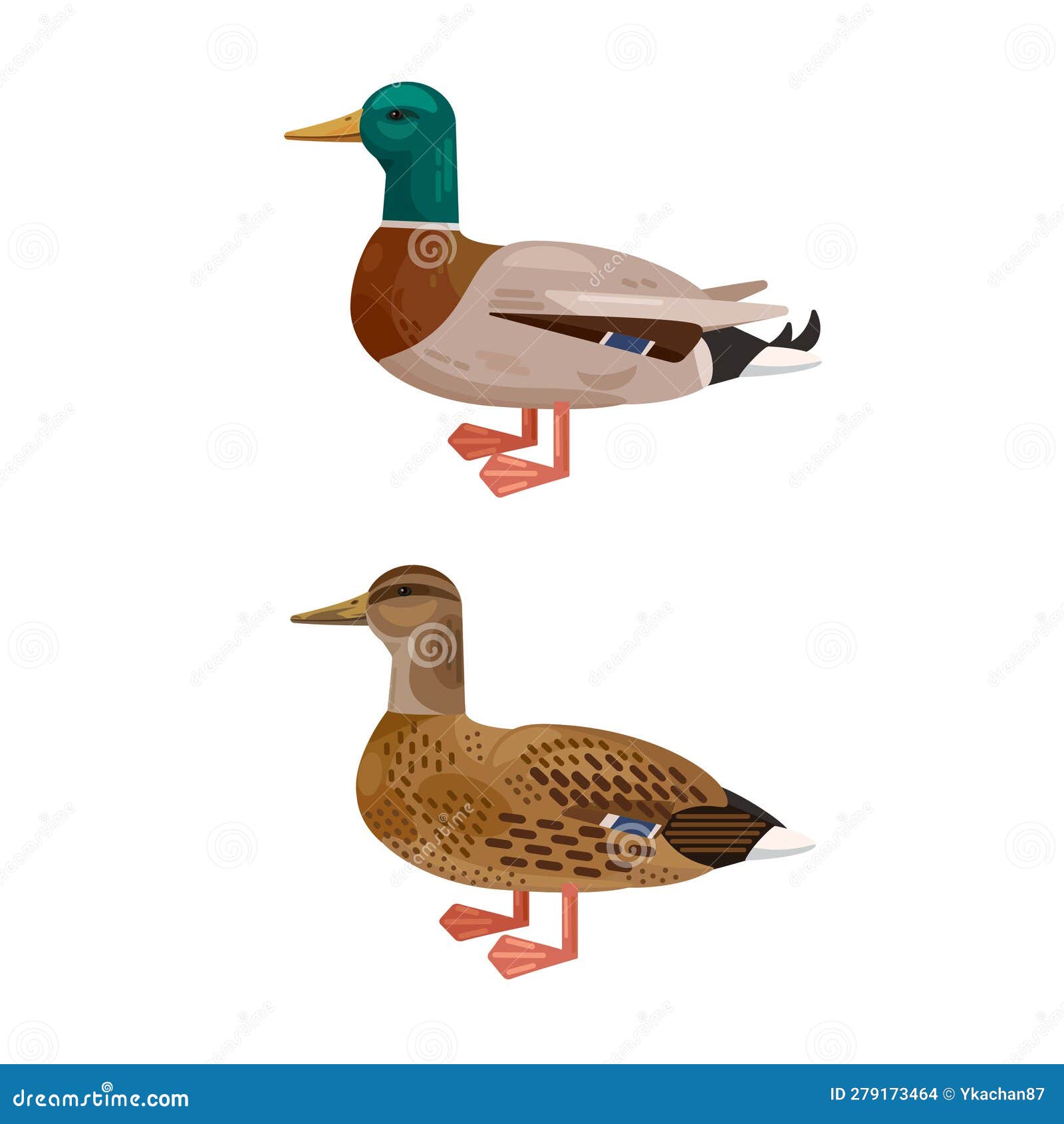 Mallard Duck Set. Male And Female Couple Of Anas Platyrhynchos Birds ...