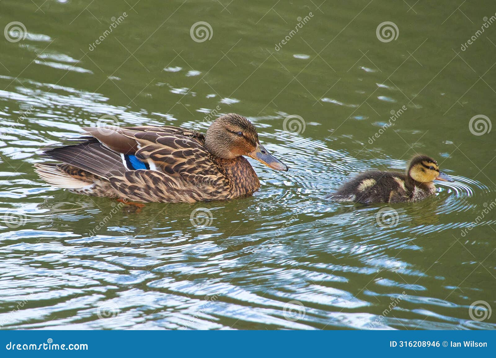 a mallard duckling swimming with adult parent duck