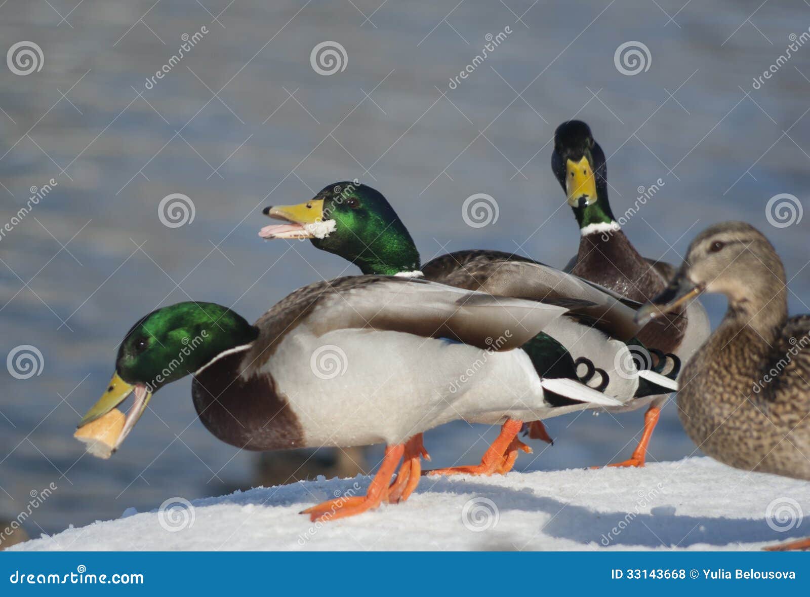 Mallard ducks stock photo. Image of duck, quack, female - 33143668