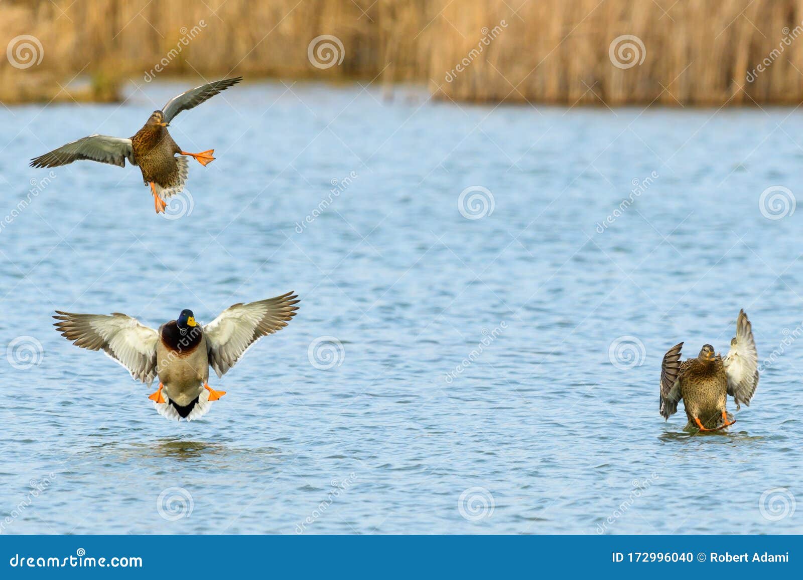 Mallard Ducks In Flight Landing Stock Photo Image Of Fast Drake 172996040,Nasturtium Climbing