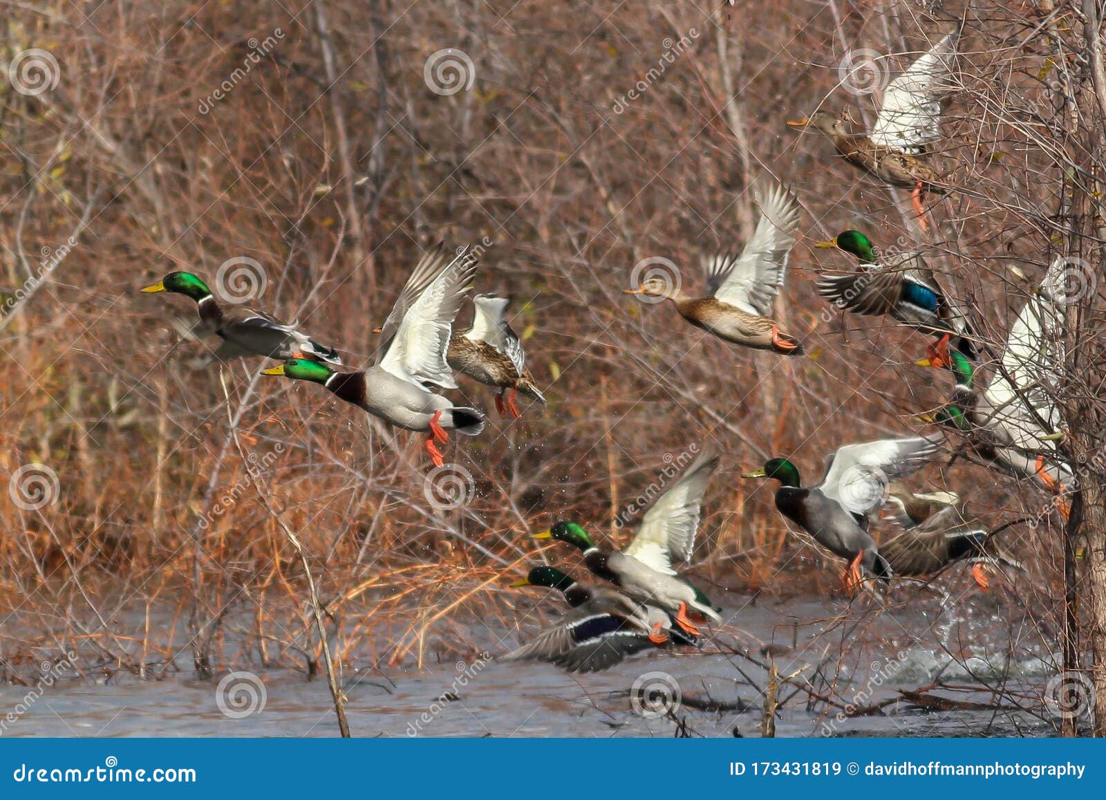 mallard ducks in flight mallards taking off flying