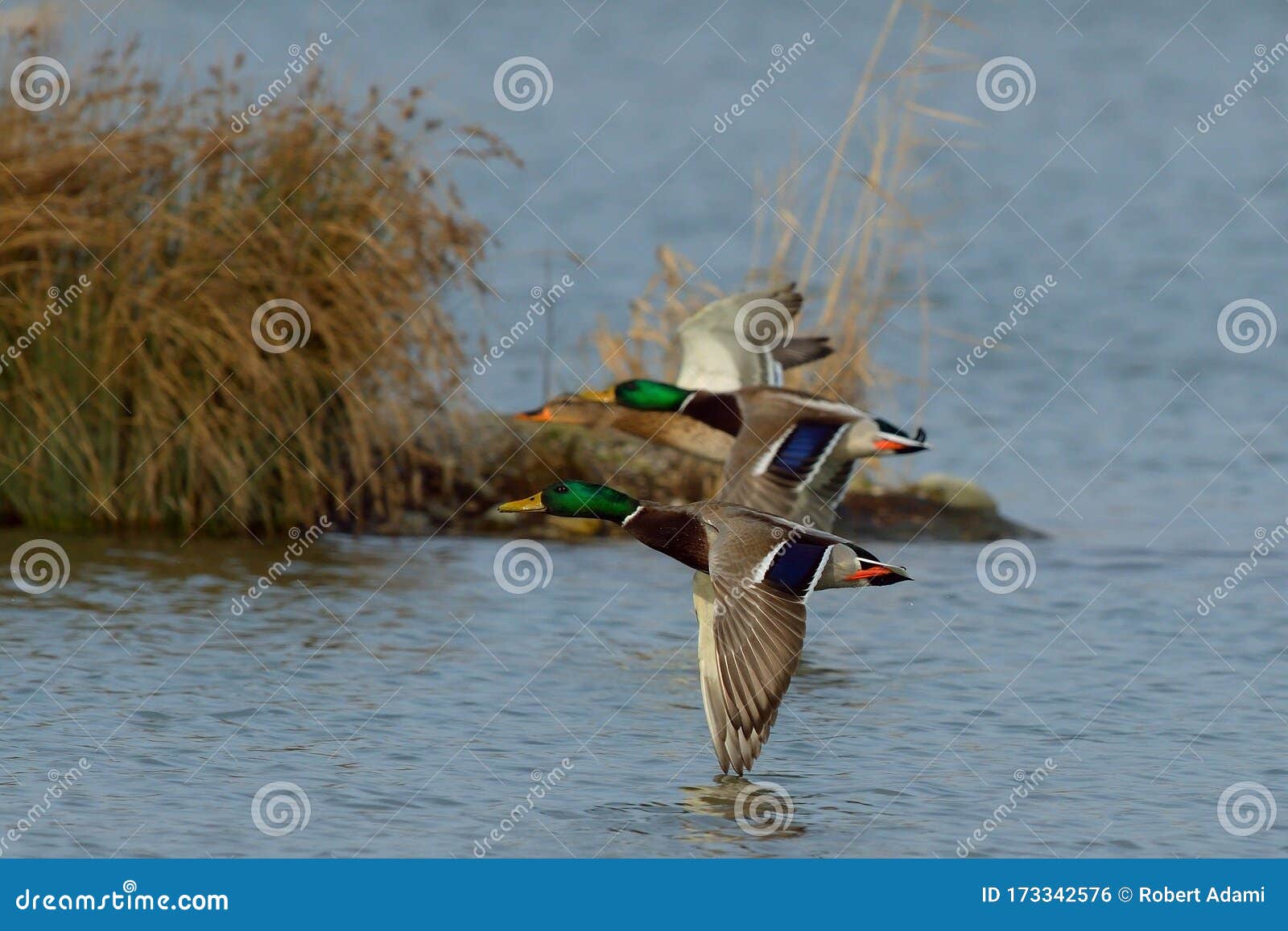 Mallard Ducks Flying With Spread Wings Over Lake Stock Photo Image Of Orange Blue 173342576,Nasturtium Climbing