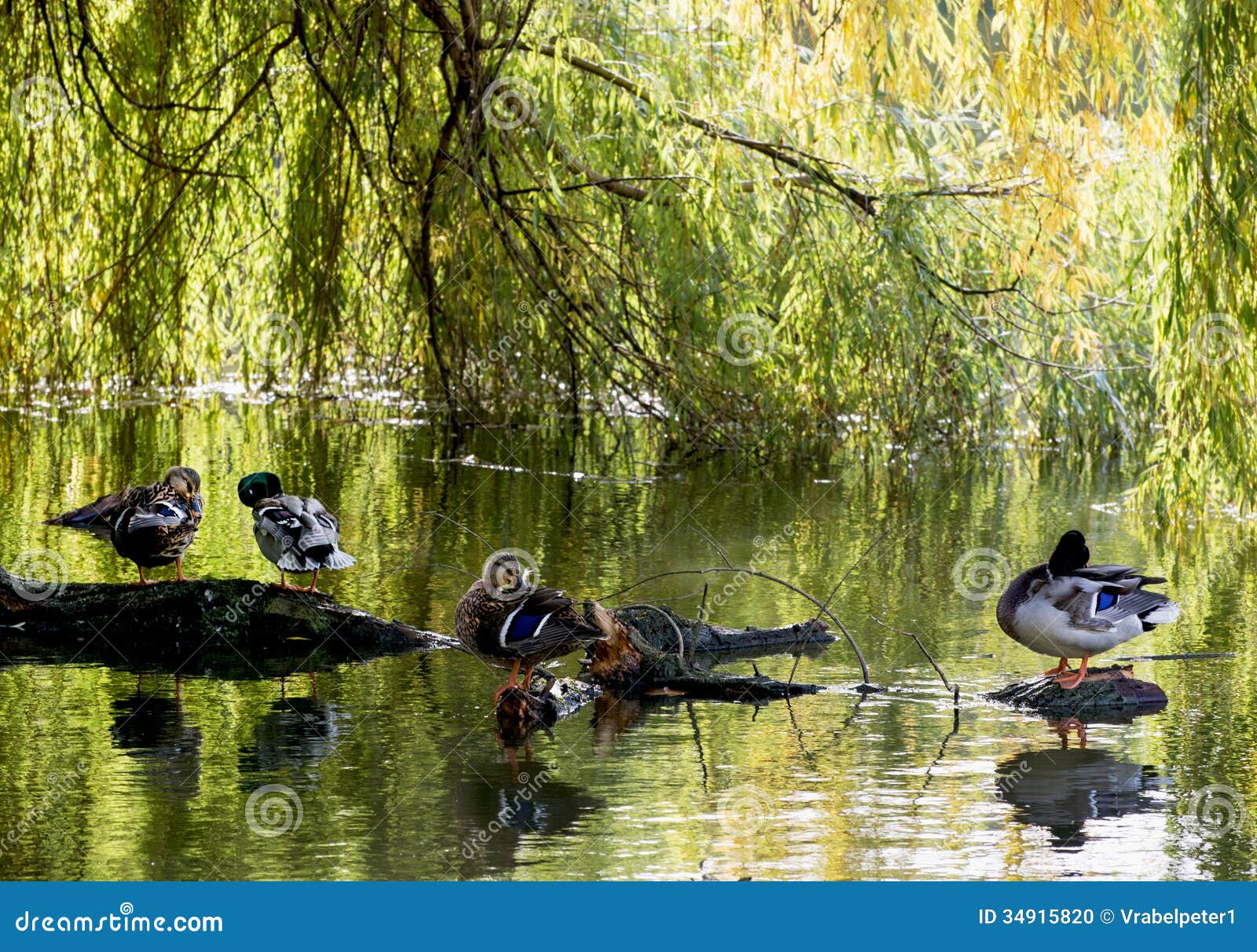 Mallard Ducks Resting on a Tree Trunk Stock Photo Image of natural
