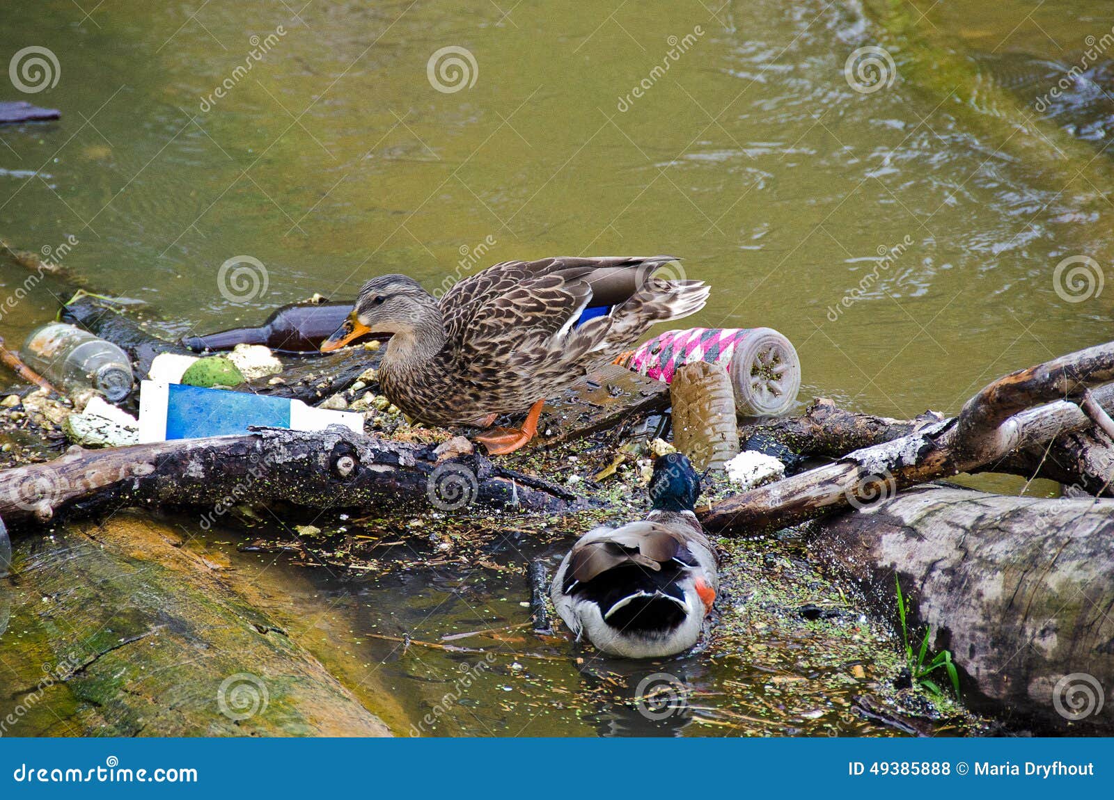 Mallard Ducks In River Garbage Stock Photo Image 49385888