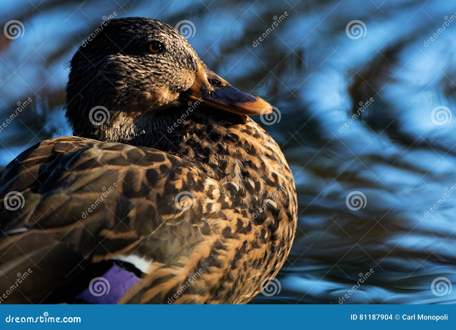 Mallard Hen Rings stock photo. Image of female, duck - 81187904