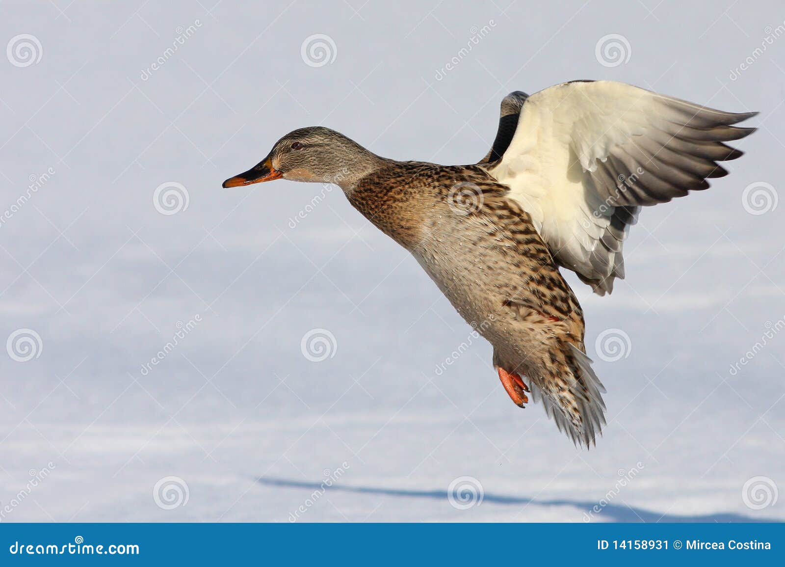 Mallard landing stock image. Image of snow, lake, water 14158931