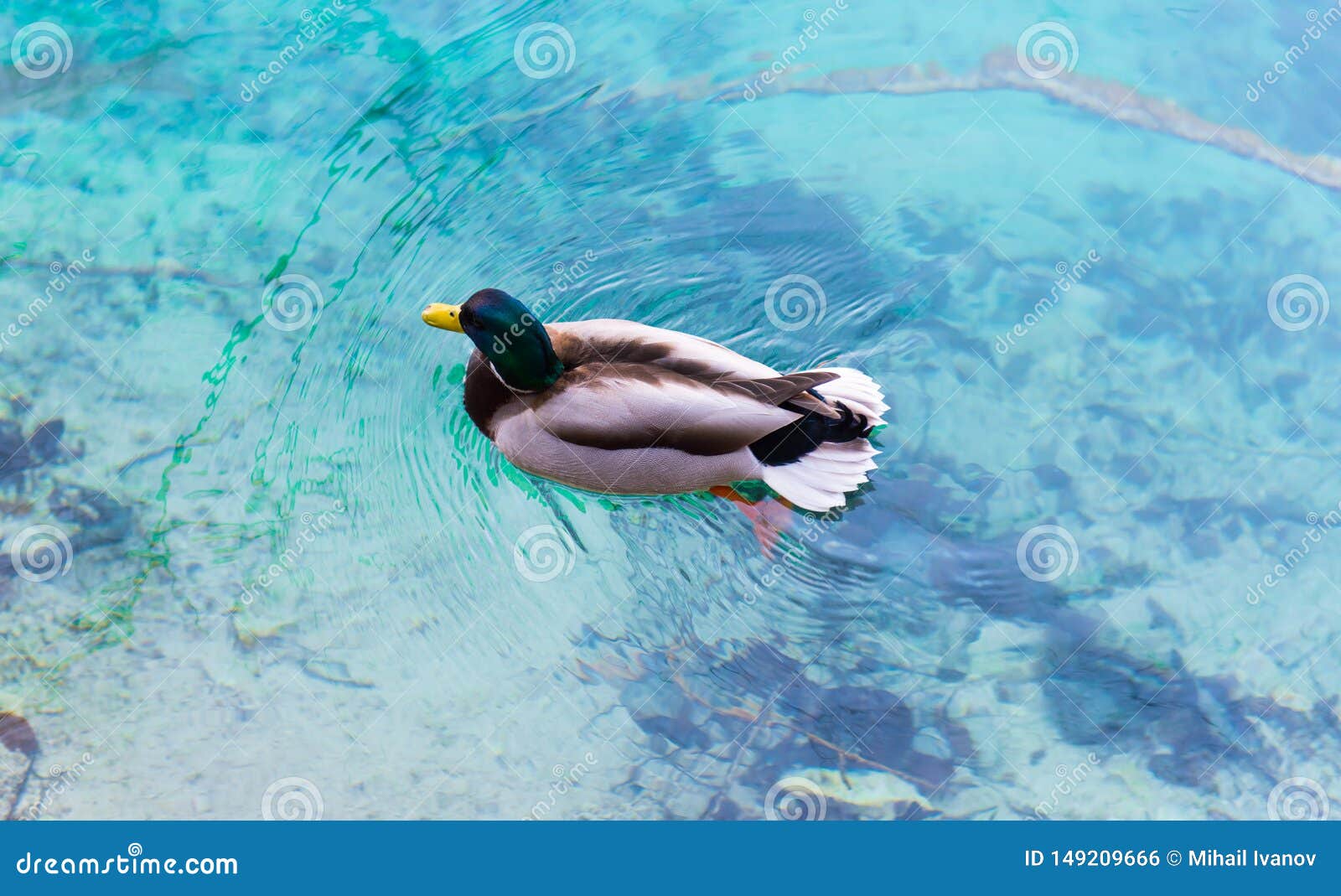 Mallard Male Duck Stock Photo Image Of Birds Green