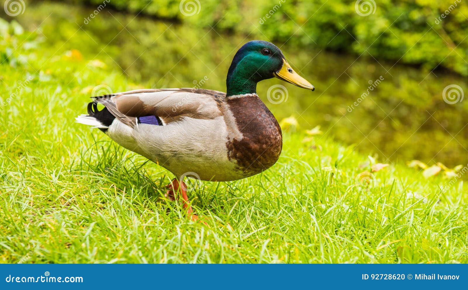 Mallard Male Duck Stock Photo Image Of Domestic Head