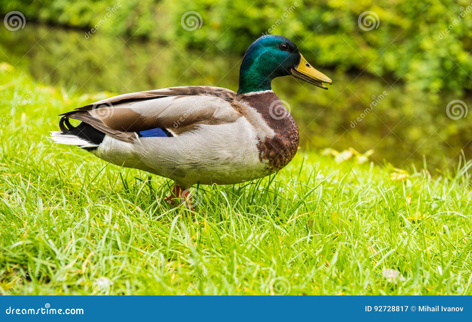 Mallard Male Duck Stock Image Image Of Britain Bill
