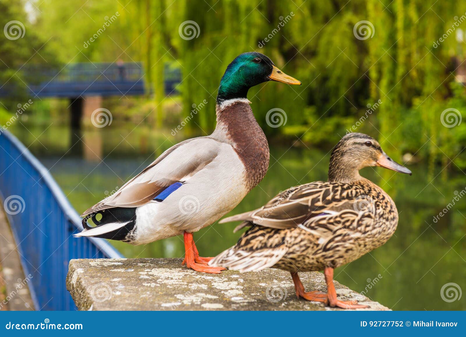 Mallard Male And Female Duck Stock Photo Image Of Farm Body