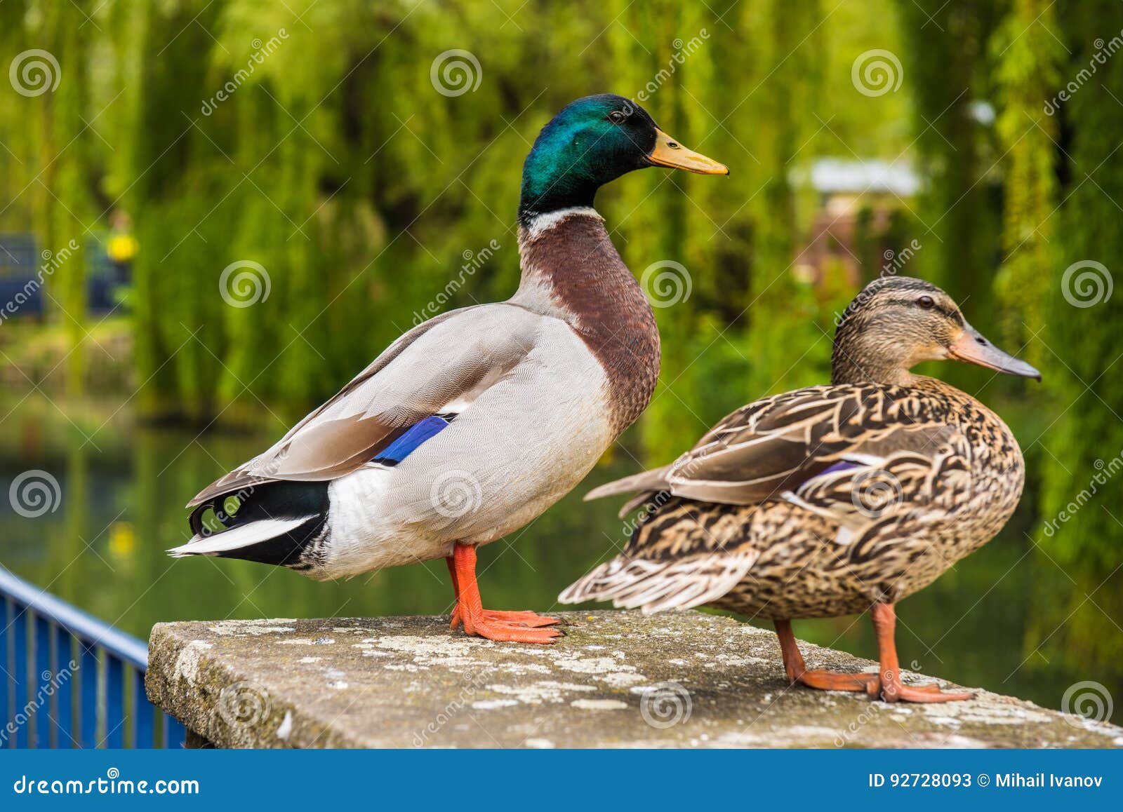 Mallard Male And Female Duck Stock Image Image Of Breast Green