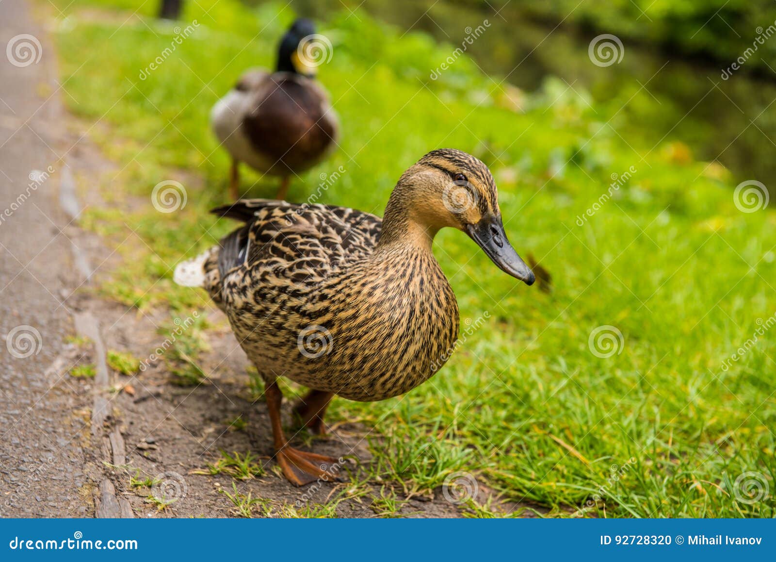 Mallard Male And Female Duck Stock Photo Image Of Bird Kindgdom 9272