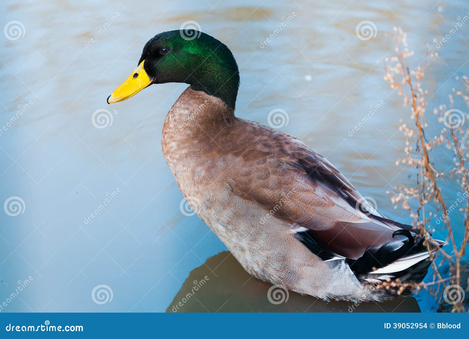 Mallard stock photo. Image of duck, active, feather, nature 39052954
