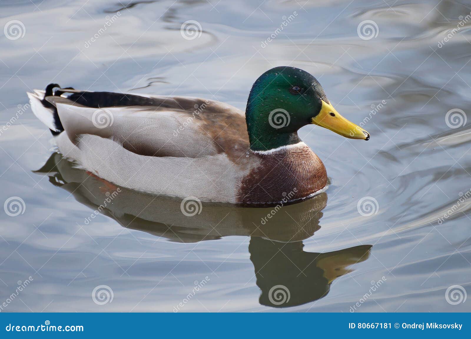 mallard male on the watter