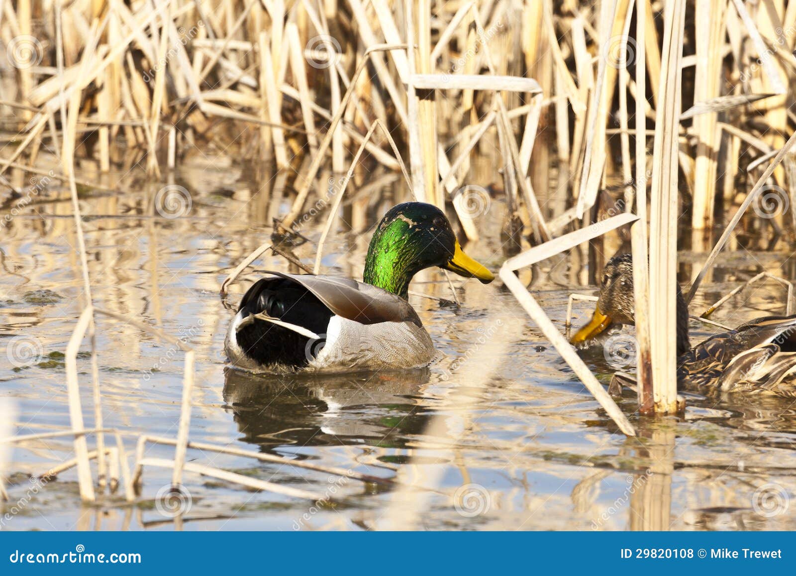 Mallard stock photo. Image of feathers, ponds, bird, waterfowl 29820108