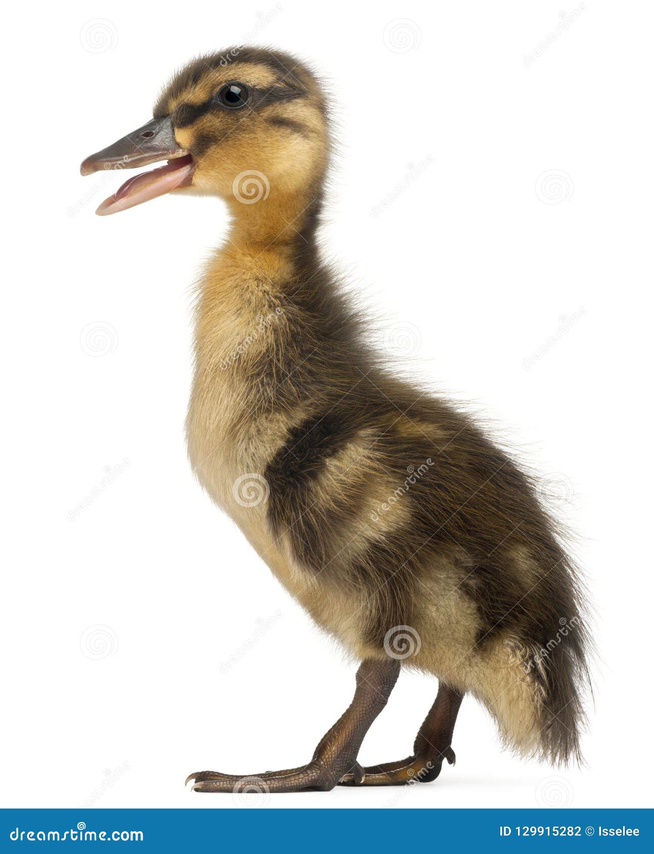 mallard or wild duck, anas platyrhynchos, 3 weeks old