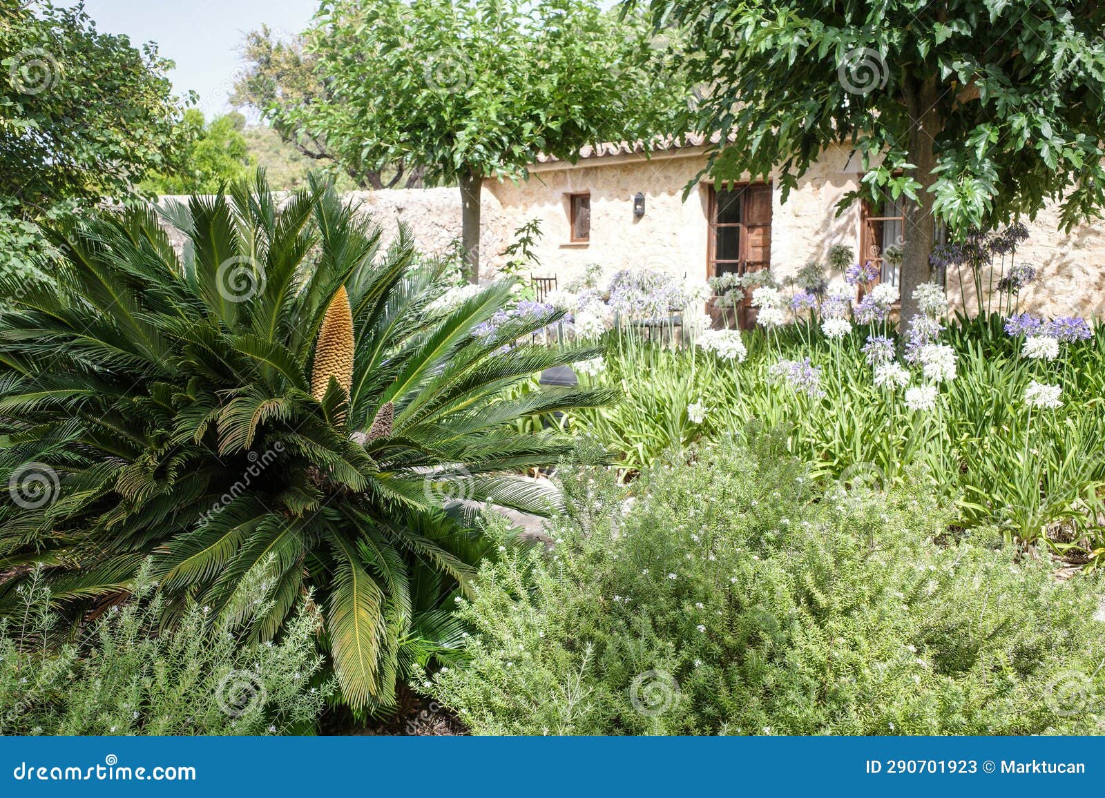 mallorca, spain - 10 july, 2023: lush tropical gardens at an agroturismo hotel in mallorca, spain