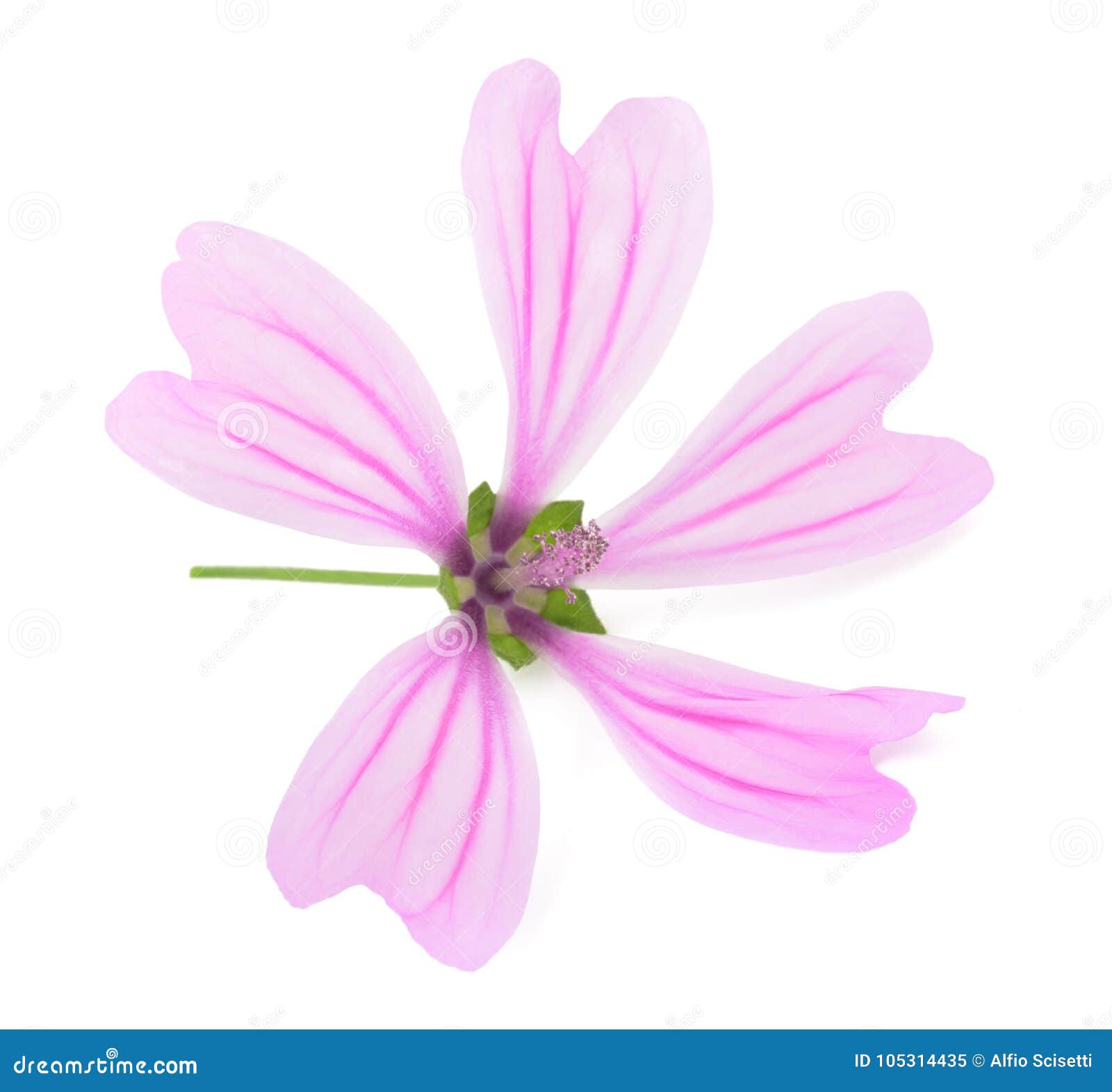 mallow malva sylvestris