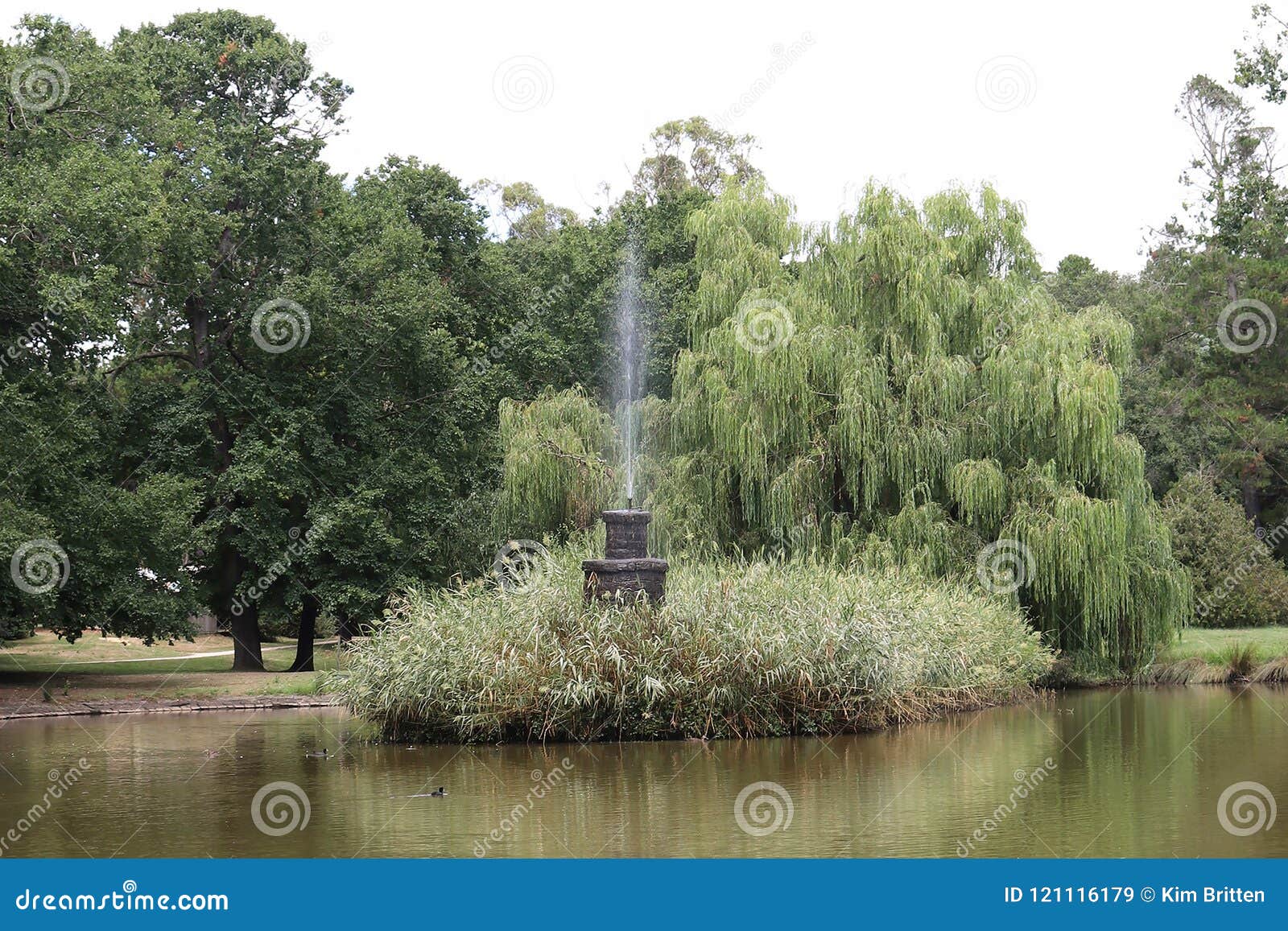 Malmsbury植物园19世纪50年代的中央重点是有它的海岛和蓝灰沙岩喷泉的装饰湖库存图片 图片包括有malmsbury植物园19世纪50年代的中央重点是有它的海岛和蓝灰沙岩喷泉的装饰湖