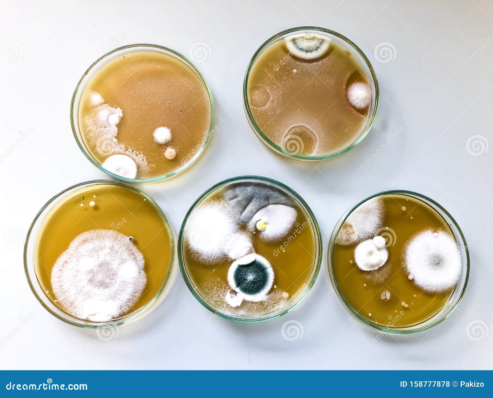 malt extract agar in petri dish using for growth media to isolate and cultivate yeasts, molds and fungal testing.
