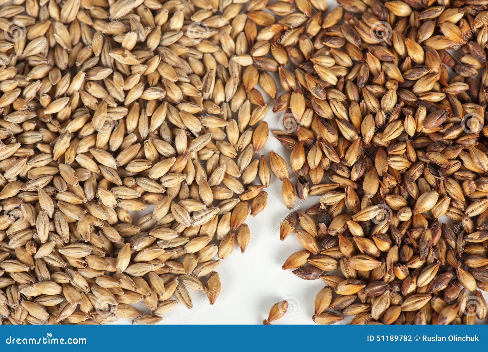 Malt grains stock photo. Image of grain, crystal, malt 51189782