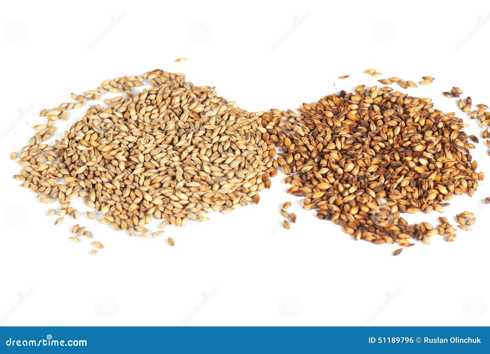 Malt grains stock photo. Image of brew, 2row, grain, ingredients 51189796