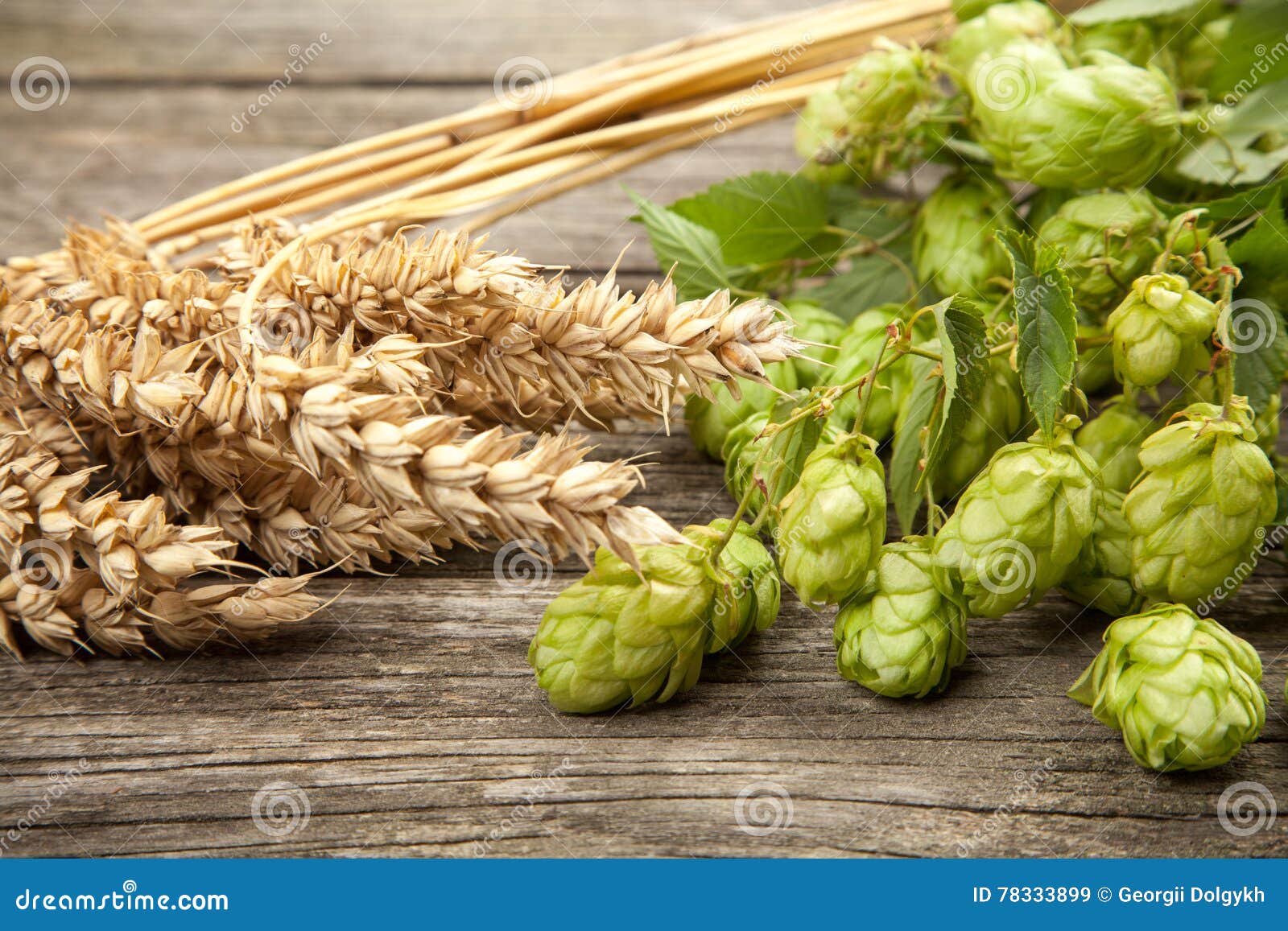 Malt and hops stock image. Image of fresh, close, brewing 78333899