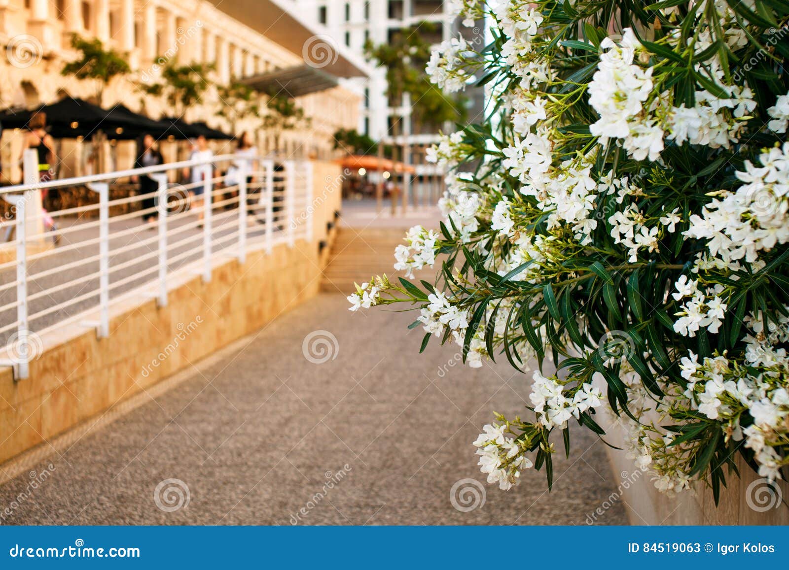Malta Courtyard with Flowers Stock Image Image of architecture, pink