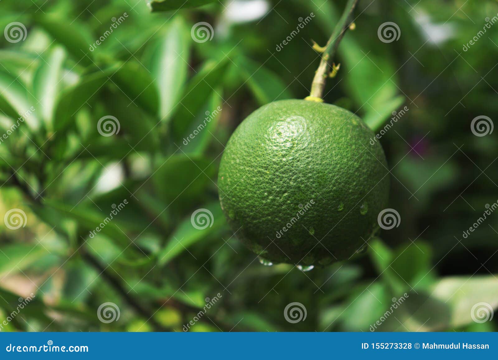 Malta Fruit. Green Malta Fruit on Malta Tree Stock Photo Image of