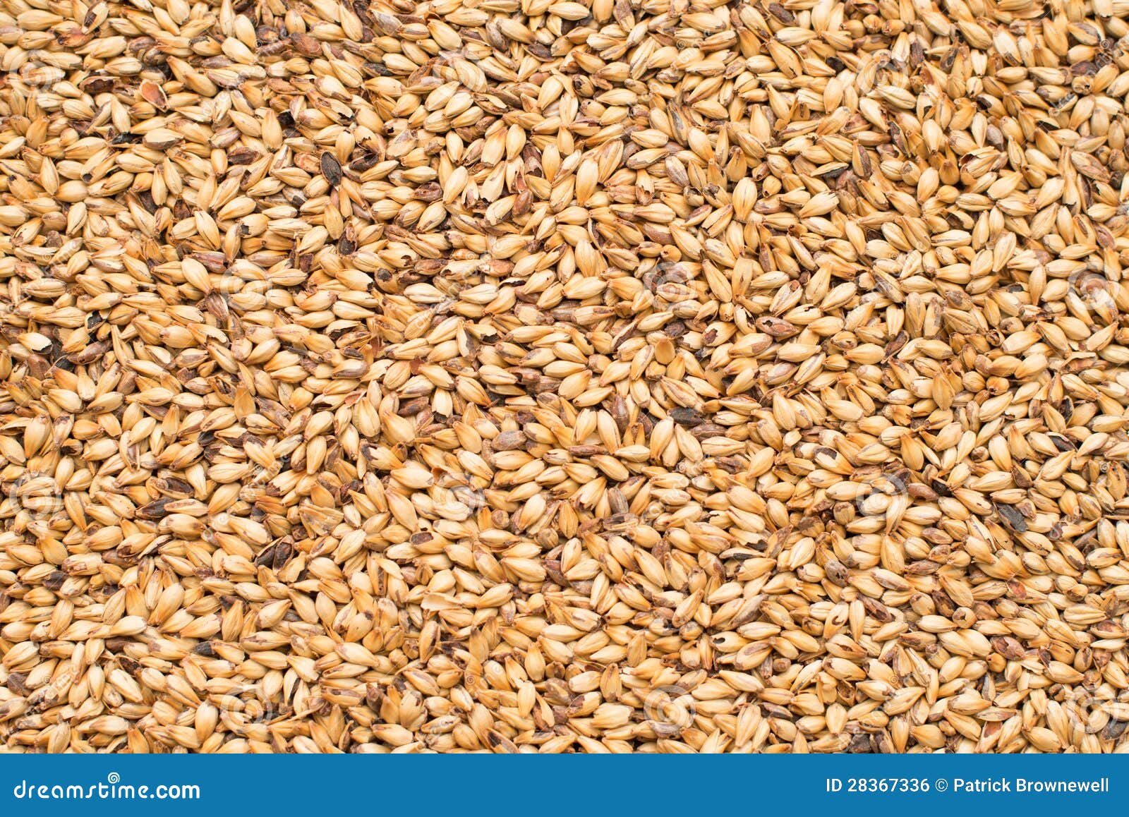 Malted Barley stock photo. Image of malted, organic, hulls 28367336