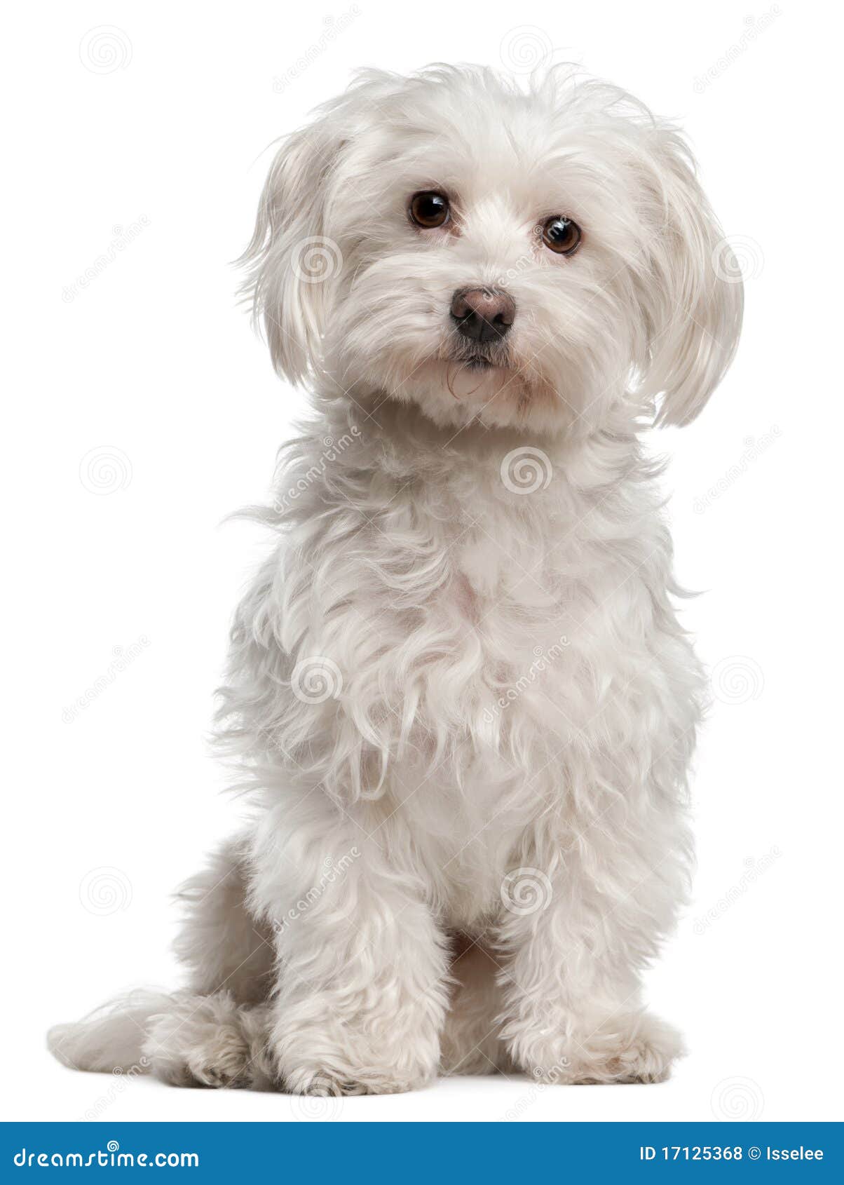 Maltese 8 Years Old Sitting Stock Photo Image Of Animal Furry