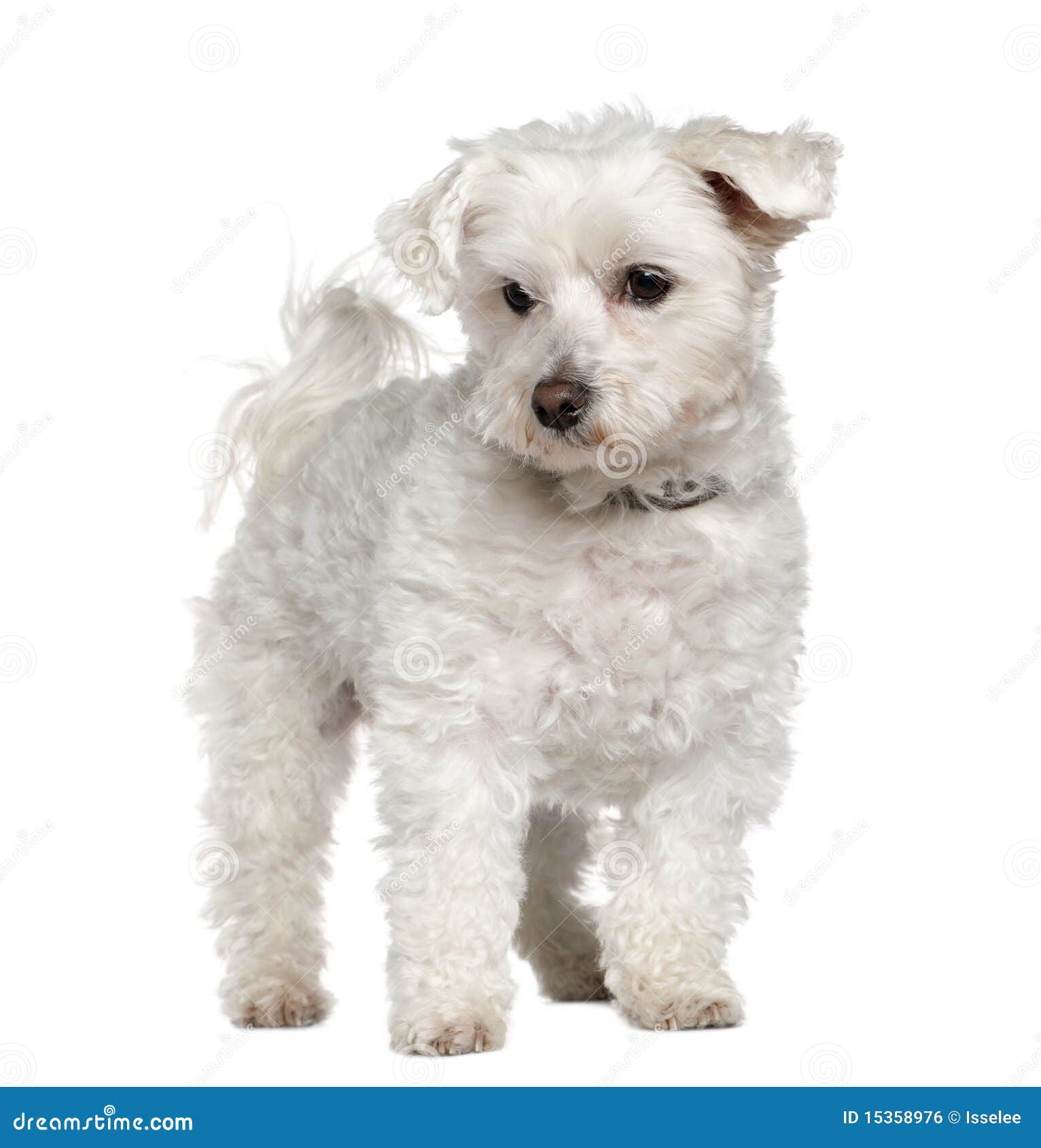 Maltese 8 Years Old Standing Stock Photo Image Of Away Animal