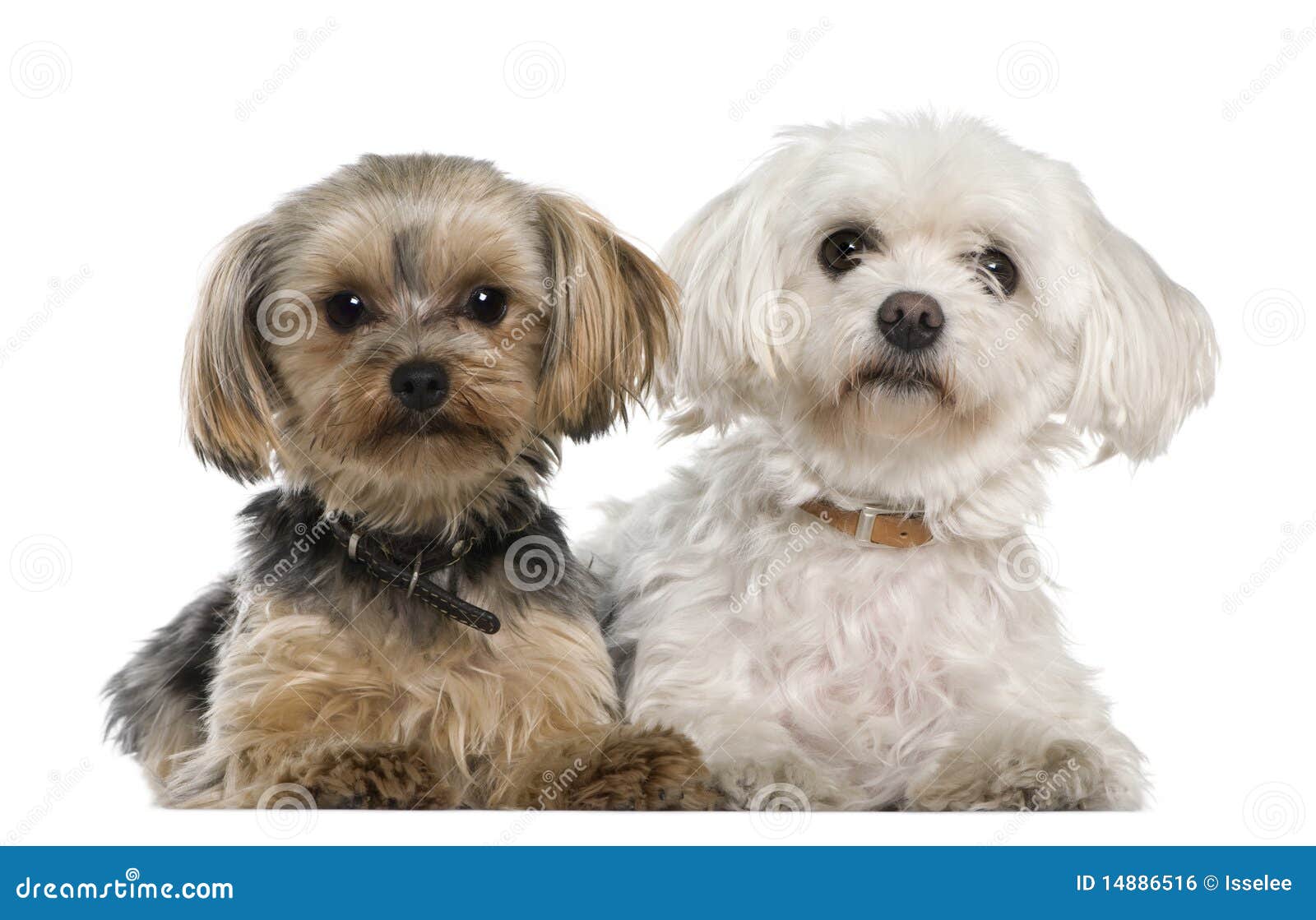 Maltese 8 Years Old Yorkshire Terrier Stock Photo Image Of