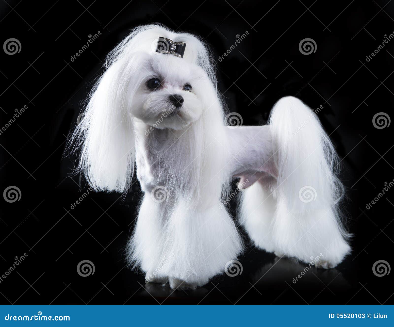 maltese, beautiful haircut stock image. image of hair - 95520103