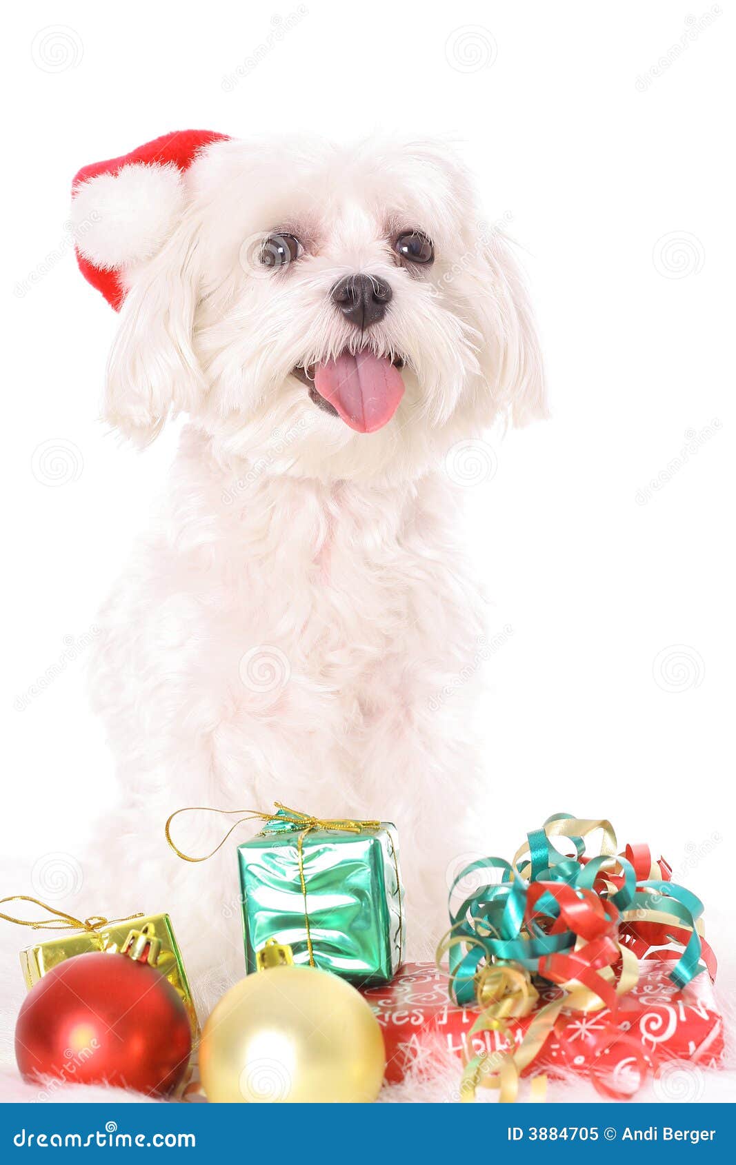 Maltese Christmas stock image. Image of isolated, animal - 3884705