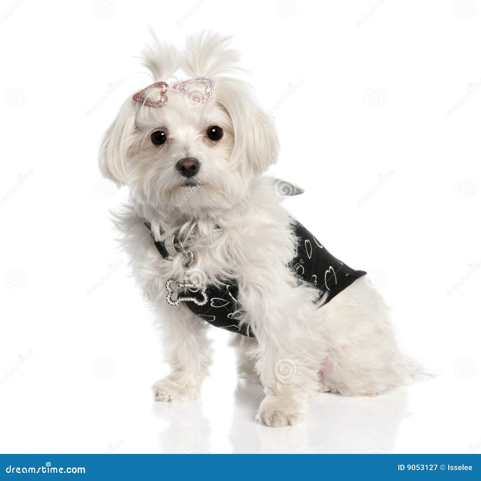 Maltese Dog (2 Years Old) Royalty Free Stock Photography - Image: 9053127