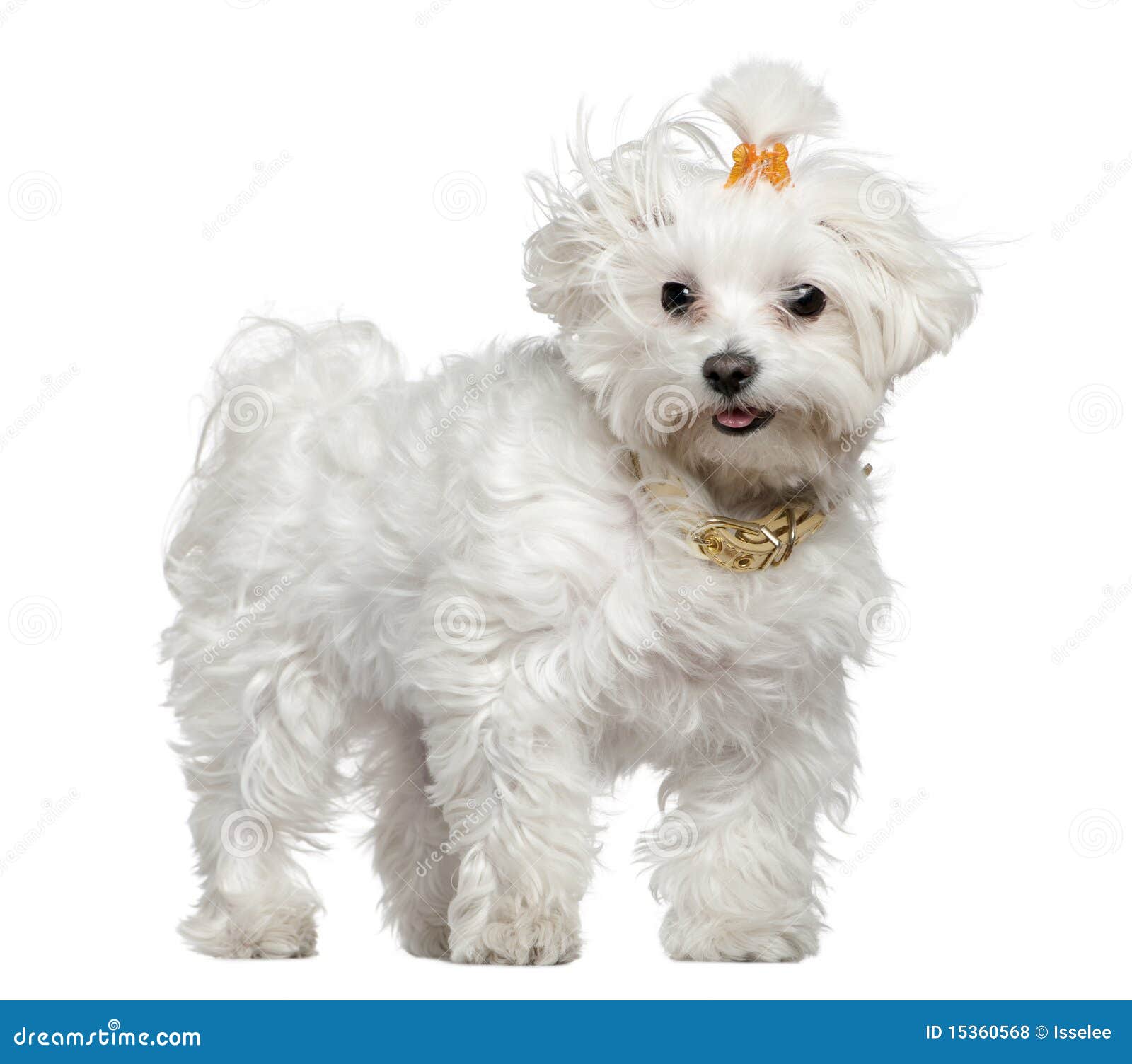 Maltese 8 Years Old Sitting Stock Photo 17125368