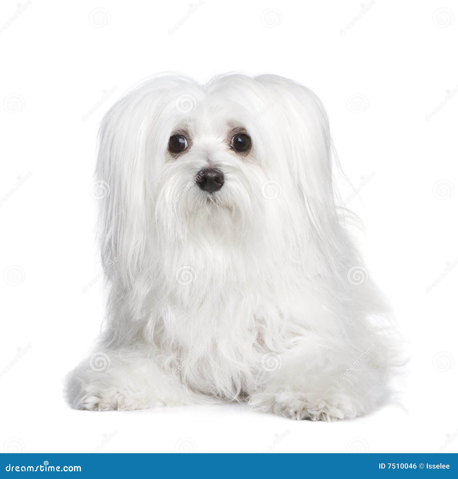 Maltese Dog 8 Years Stock Photo Image Of Small Canine 7510046