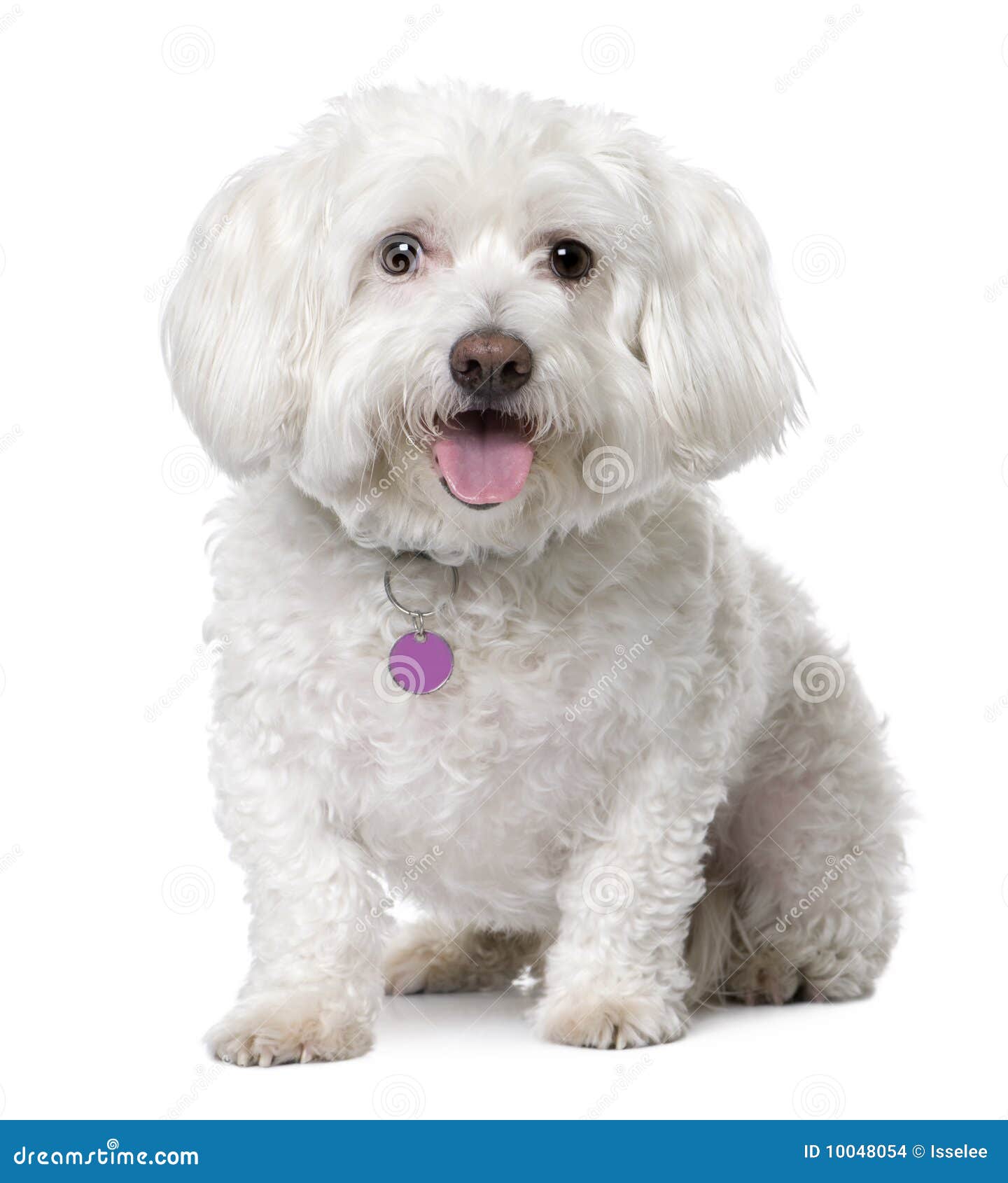 Maltese Dog 8 Years Old Sitting Stock Photo Image Of Cute Front