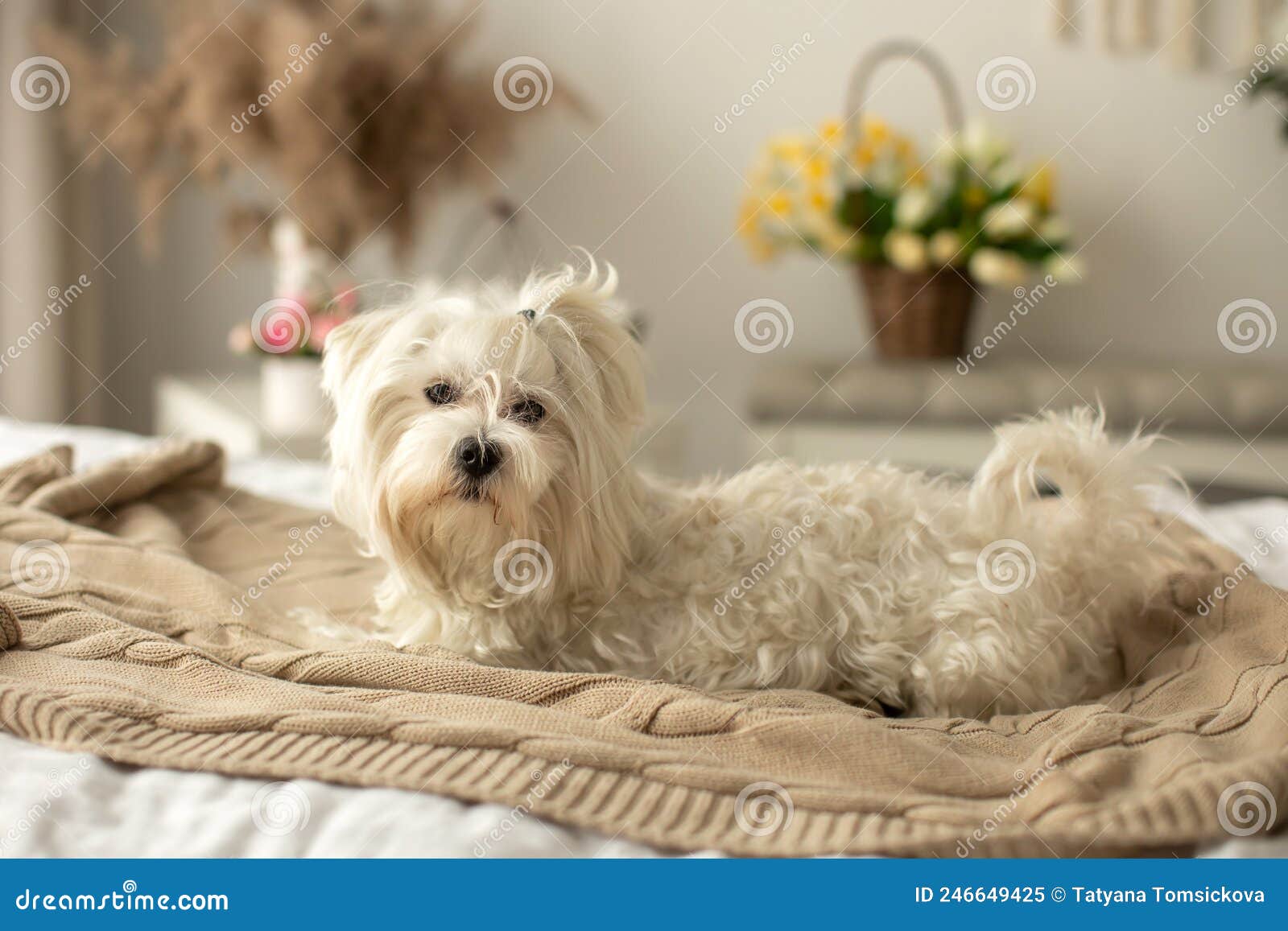 Maltese Dog, Cute Pet Dog, Lying in Bed and Looking at Camera Stock