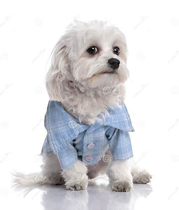 Maltese Dog Dressed-up with a Shirt (17 Months Old Stock Image - Image ...