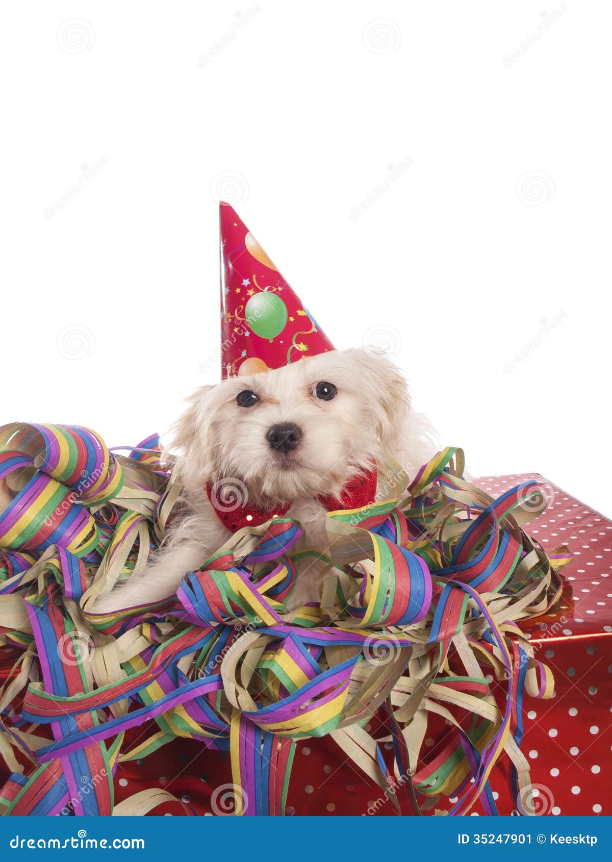 Maltese dog with party hat stock image. Image of humor 35247901