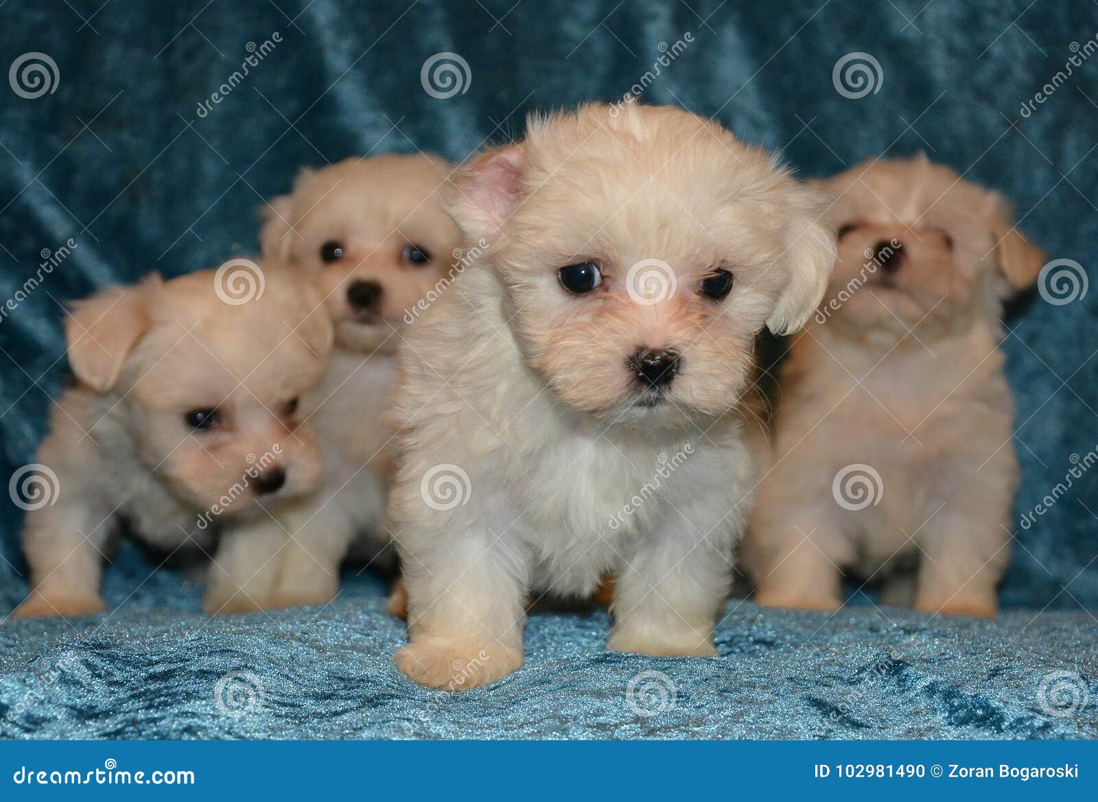 maltese dog puppies
