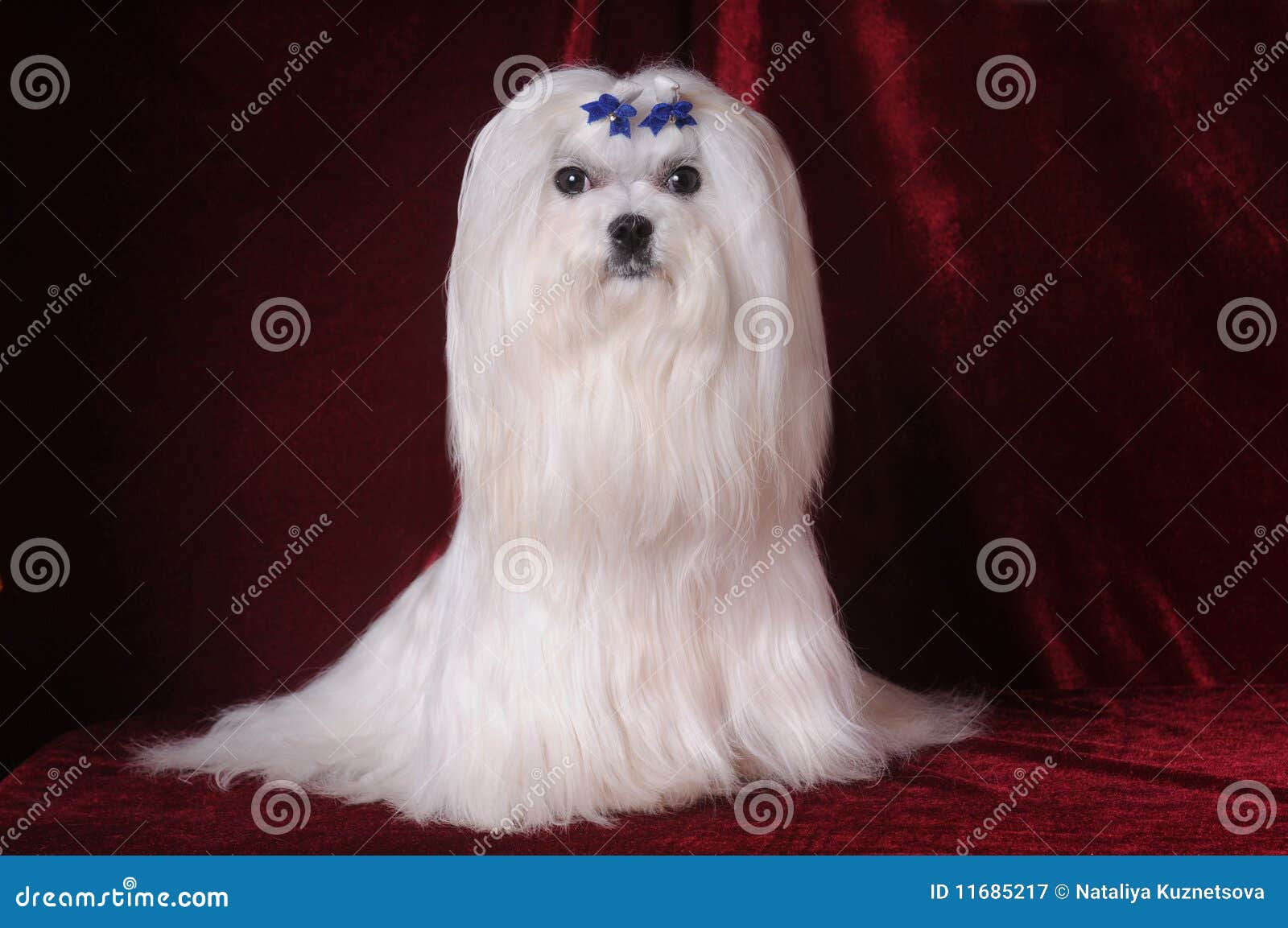 Maltese Dog Sits On Red Velvet Stock Image Image Of