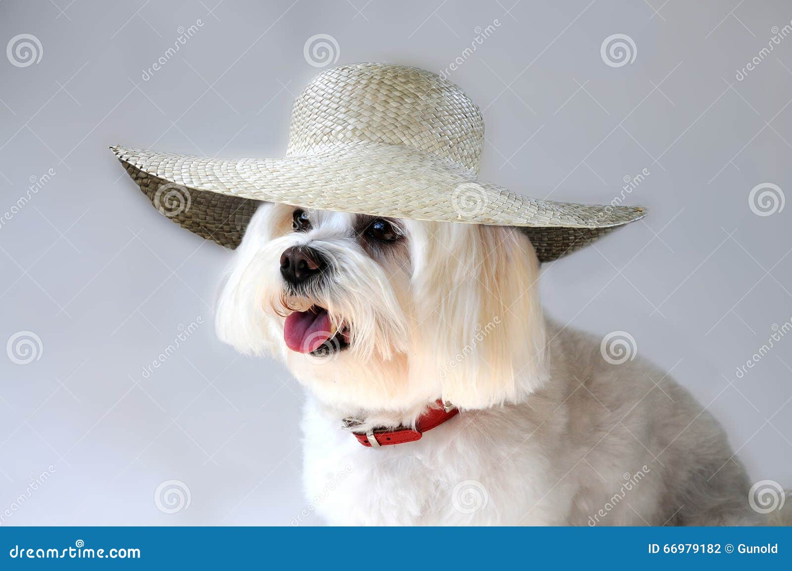 Maltese dog with straw hat stock photo. Image of indoors 66979182