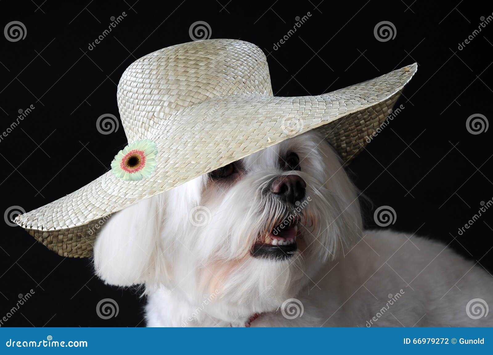 Maltese dog with straw hat stock photo. Image of indoors 66979272