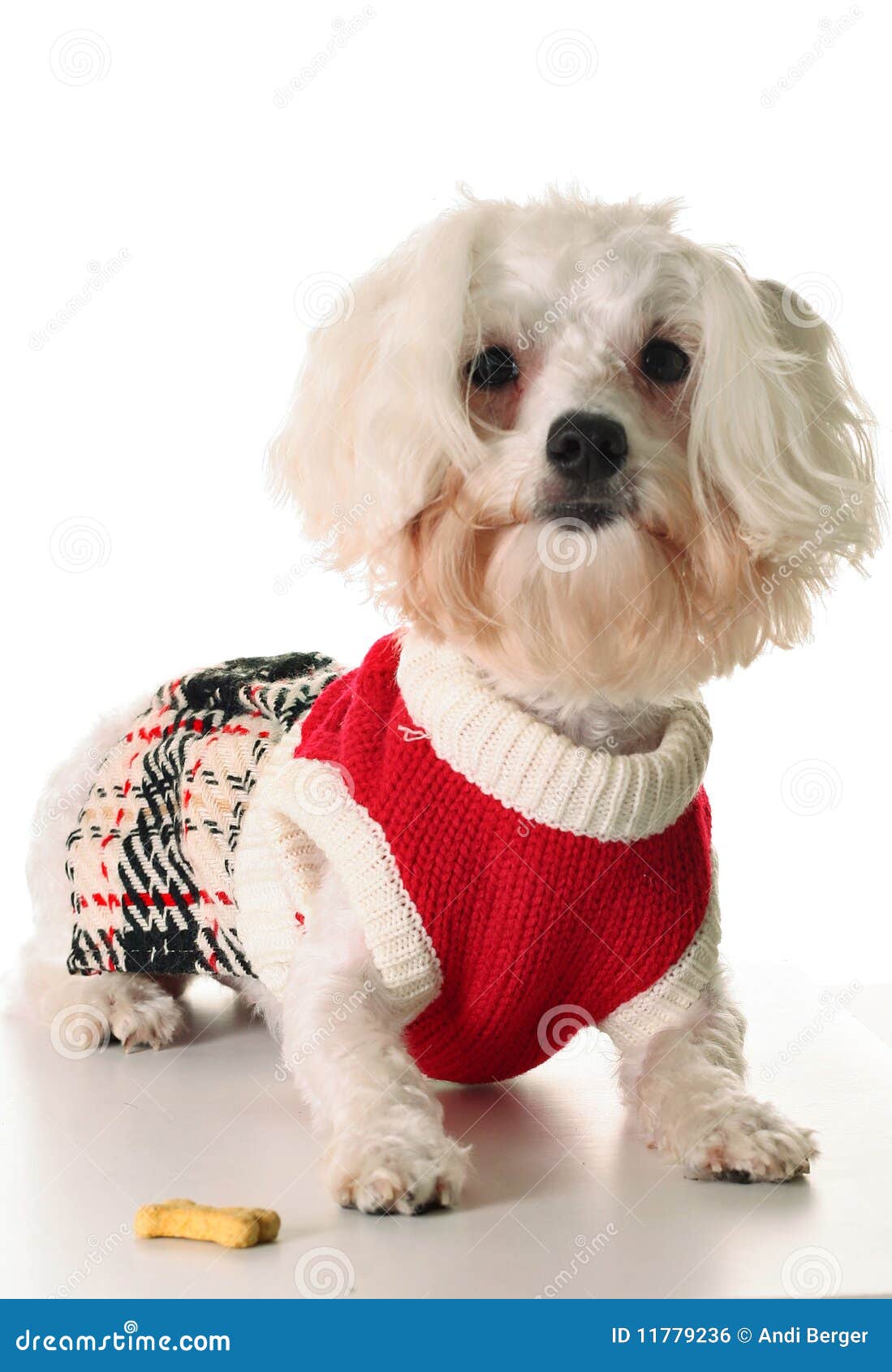 Maltese dog with a treat stock photo. Image of colorful 11779236