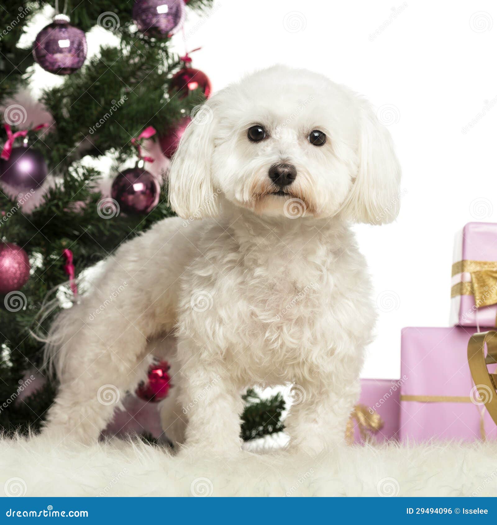 Maltese in Front of Christmas Decorations Stock Photo Image of shot